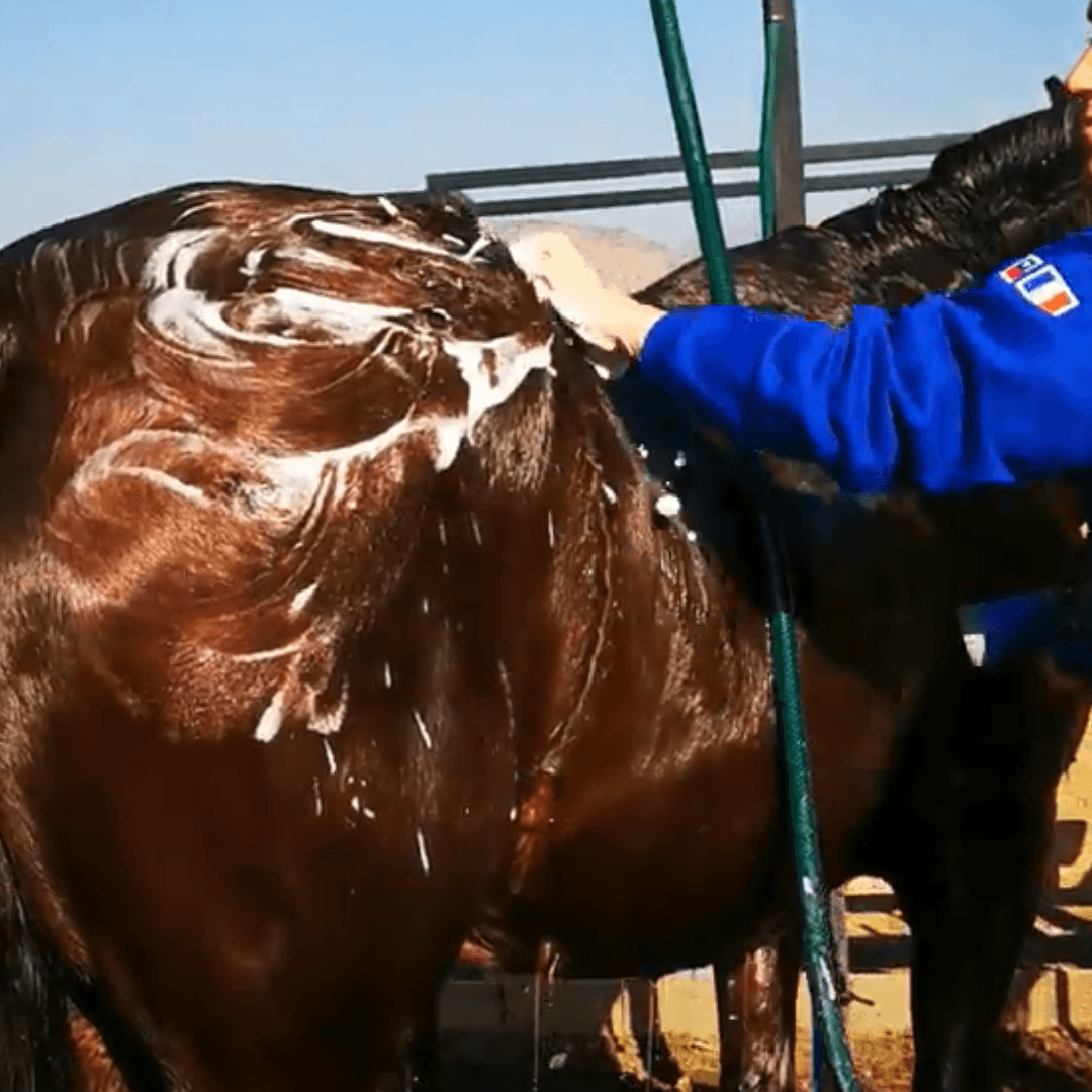 Shampoo para caballos en Barra con Repelente - Imagen 3